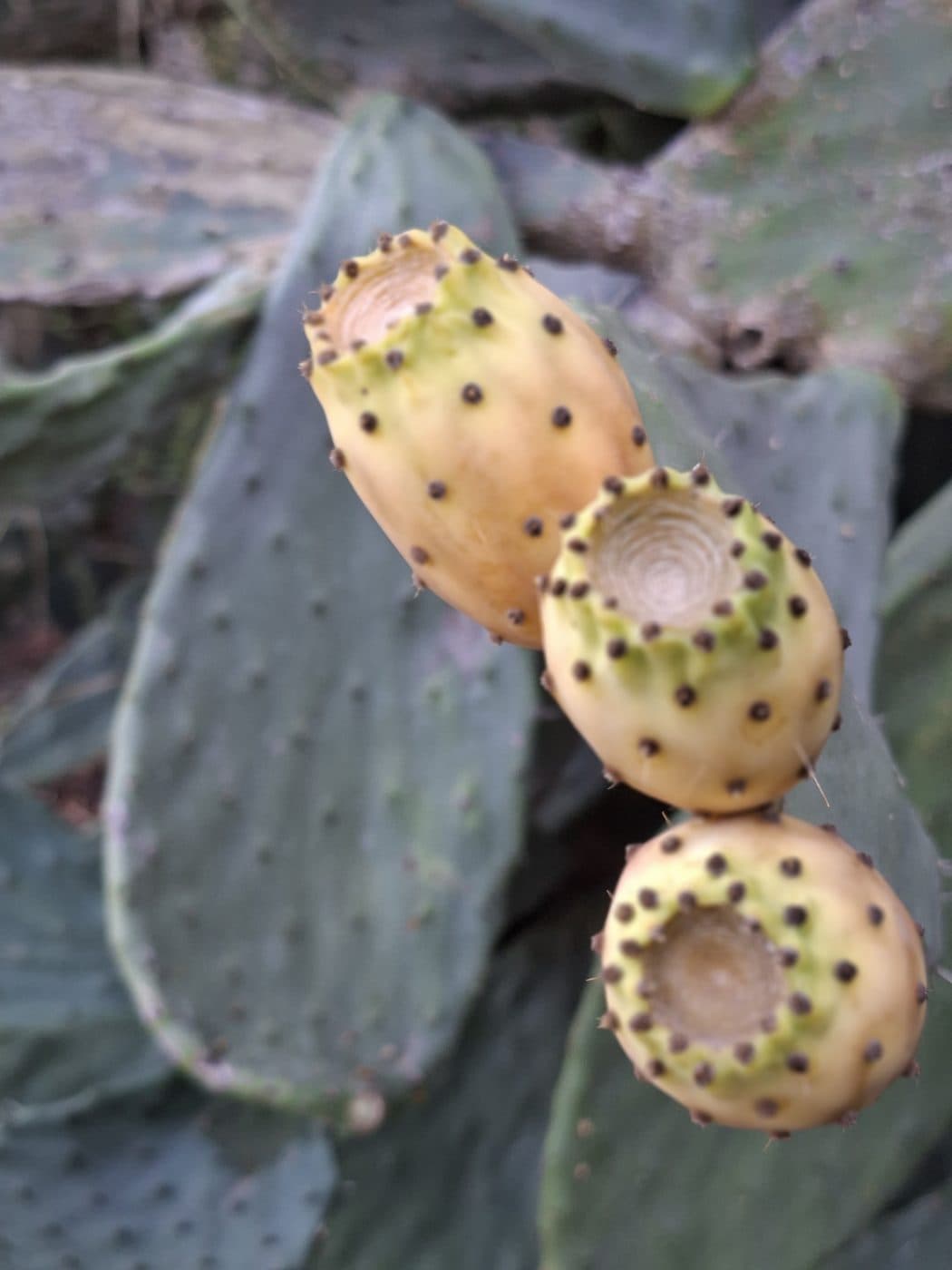 Higos chumbos madurando sobre una pala de cactus en Mallorca